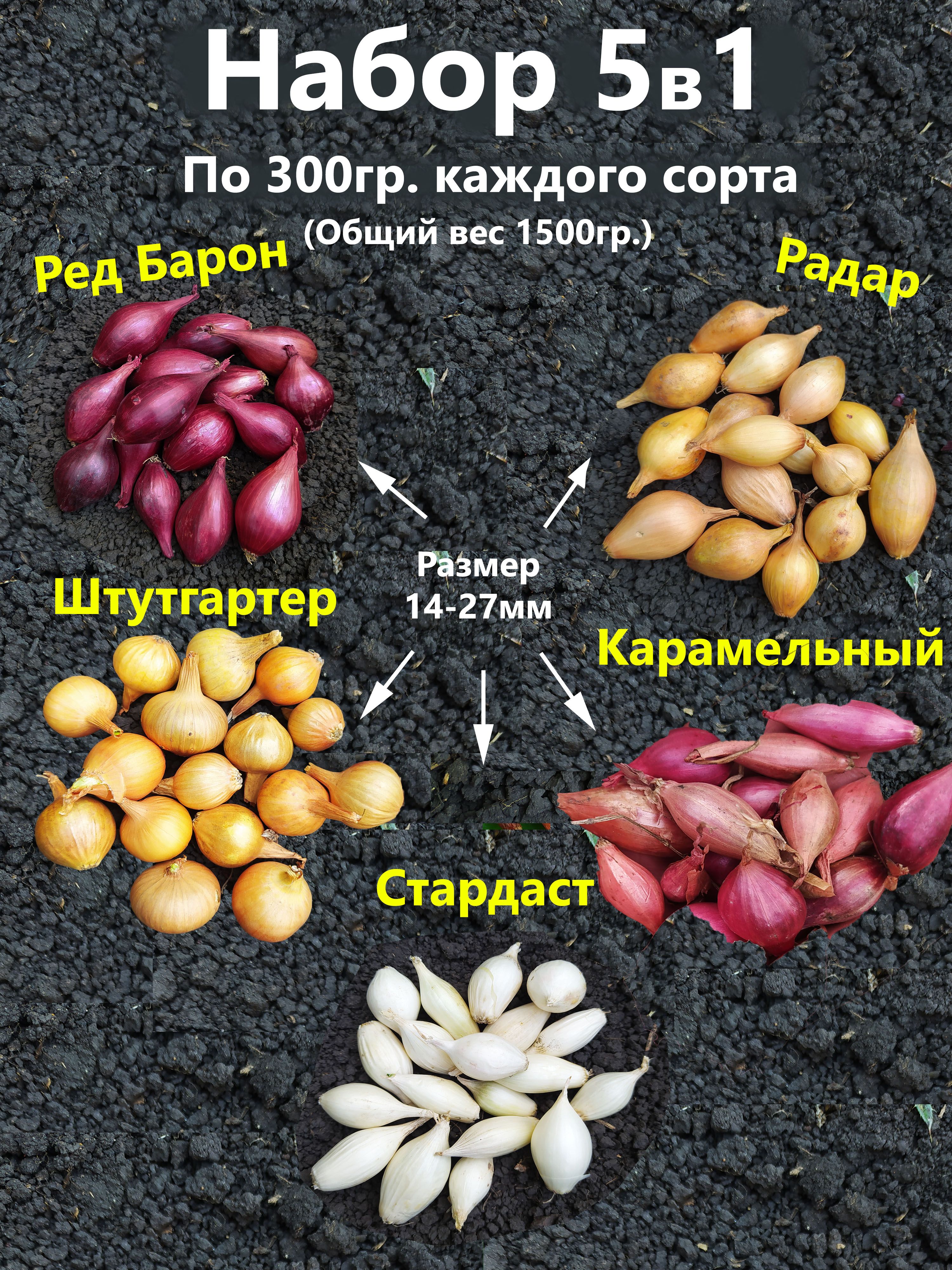 Луковицы,1.5кг купить на OZON...