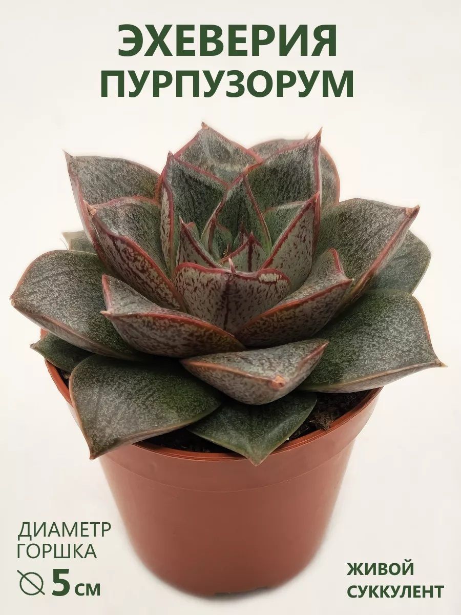 Эхеверия Пурпузорум (Echeveria Purpusorum) D-5 см