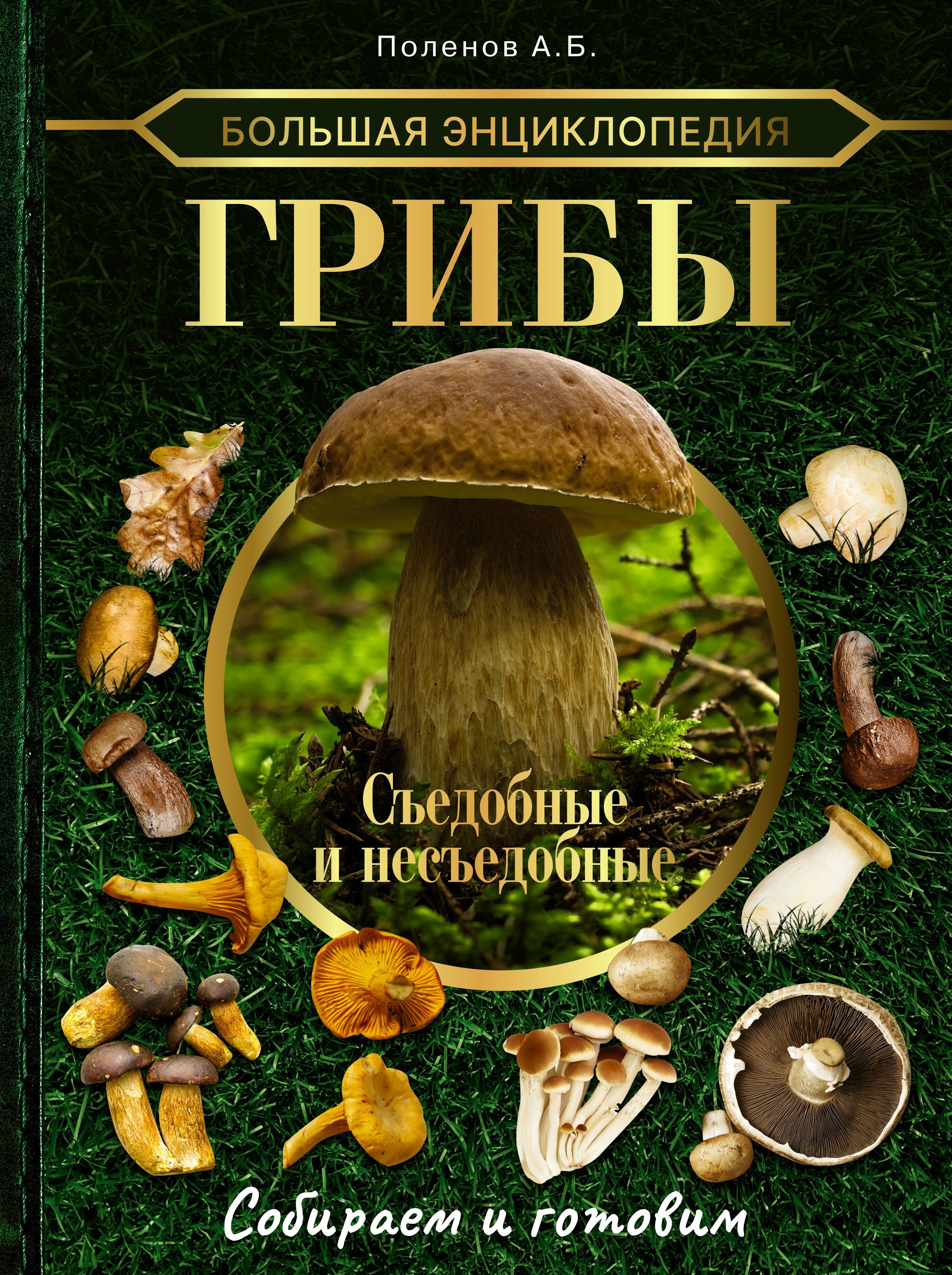 Большая энциклопедия. Грибы. Съедобные и несъедобные. Собираем и готовим | Поленов Андрей Борисович