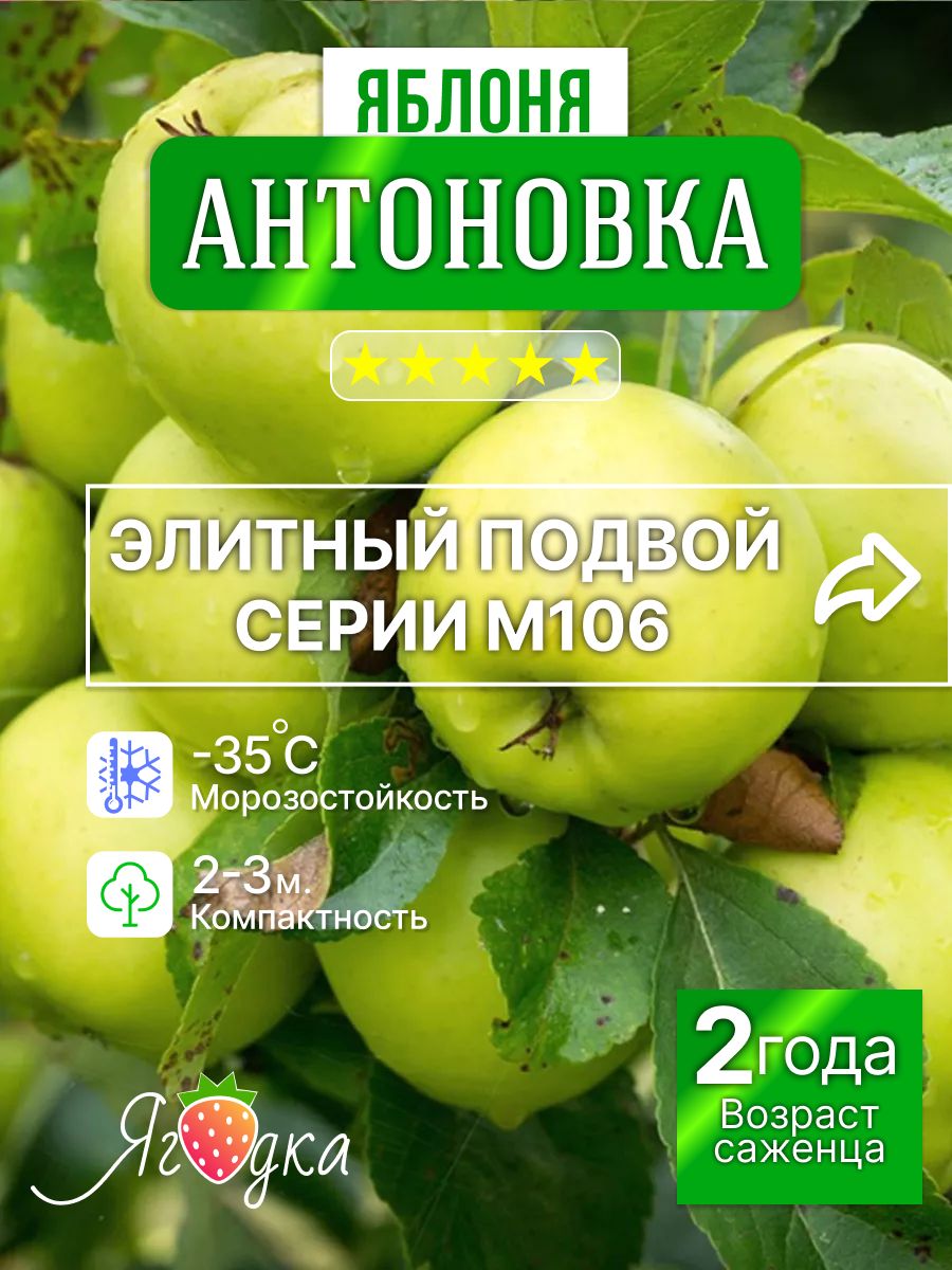 СаженецяблониАнтоновкаобыкновенная