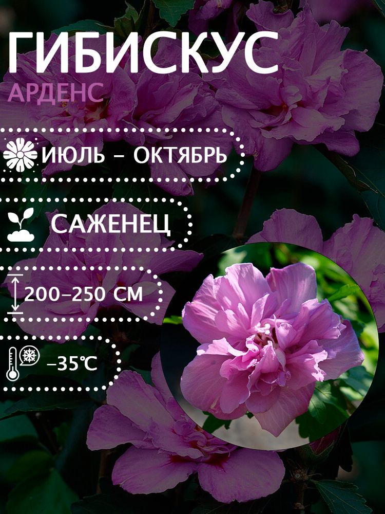 Гибискус сирийский "Арденс" саженец.