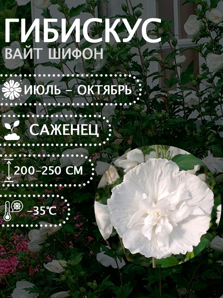 Гибискус сирийский "Вайт Шифон" саженец.