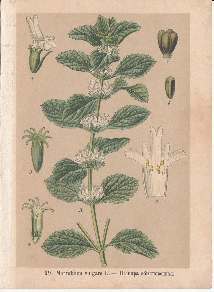 Ботаническая хромолитография "Marrubium vulgare" (Шандра обыкновенная ...