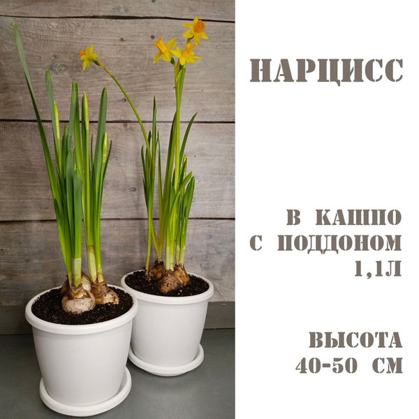 Нарцисс Нарциссы в кашпо 1,1.л 40-50 см, 13 дм, 1 шт - купить по ...
