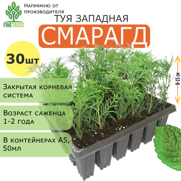 Туя западная Смарагд. 30 штук, А5 (50 мл). Комплект саженцев с закрытой ...
