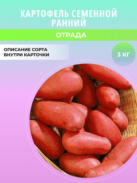 Клубни Картофель купить по выгодной цене в интернет-магазине OZON ...