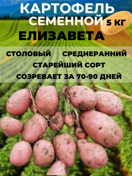 Клубни Картофель Russian Garden купить по выгодной цене в интернет ...