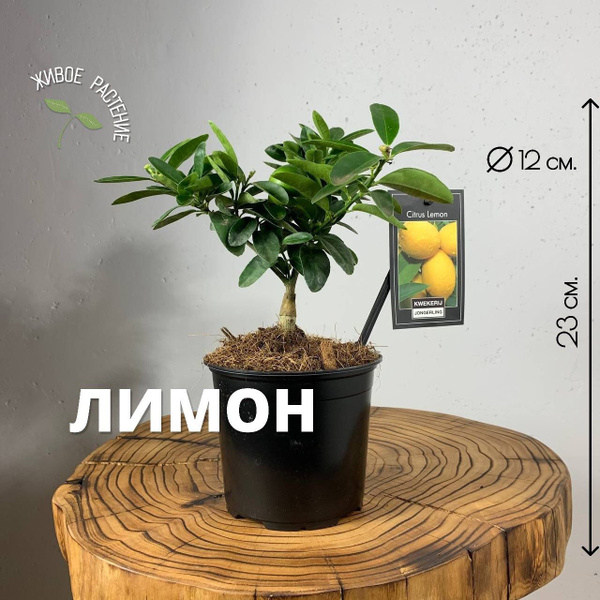 Цитрус, Цитрофортунелла Plants Bel House Лимон комнатный d-12, 12 дм ...