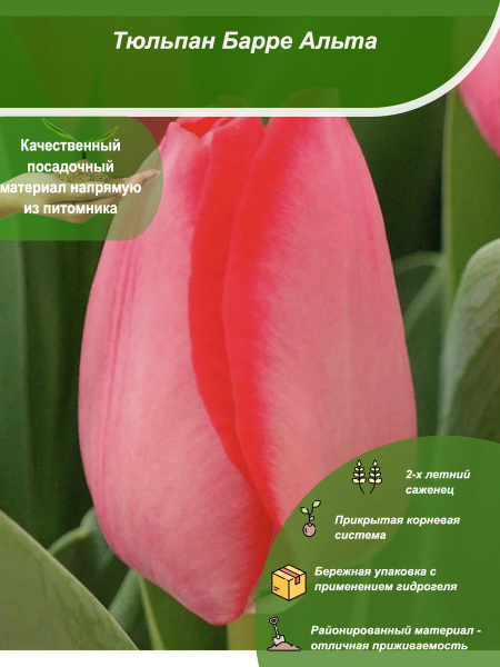 Тюльпан Барре Альта - купить с доставкой по выгодным ценам в интернет ...