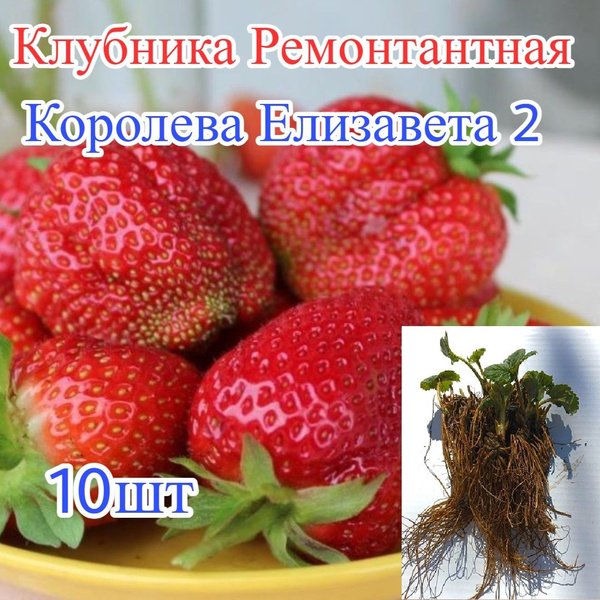 Клубника Ремонтантная Королева Елизавета 2, Саженцы 10шт А,А++ купить ...