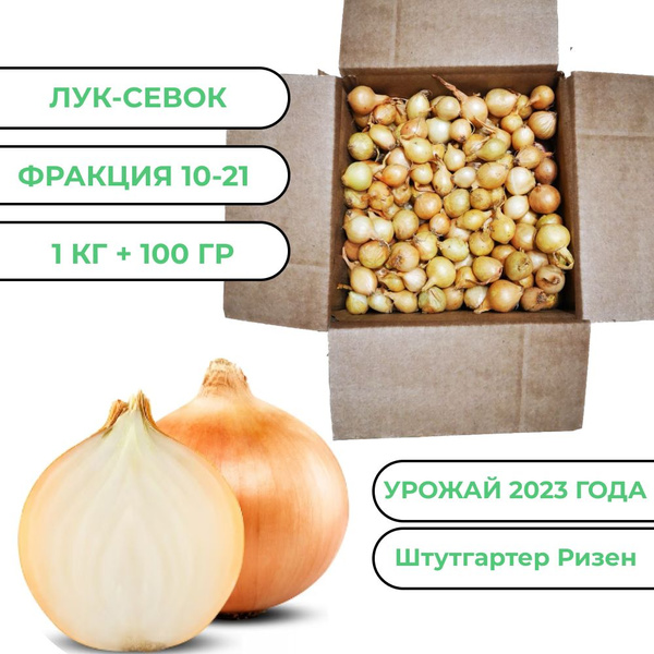 Луковицы Лук севок купить по выгодной цене в интернет-магазине OZON ...