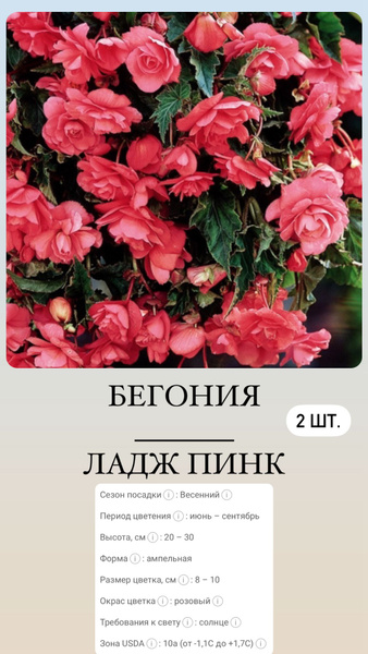 Клубни Бегонии комнатные, Бегония купить по выгодной цене в интернет ...