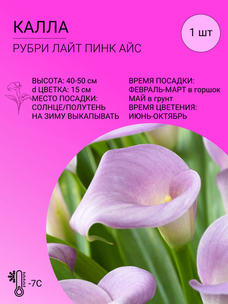 Калла Калла - купить по выгодным ценам в интернет-магазине OZON ...
