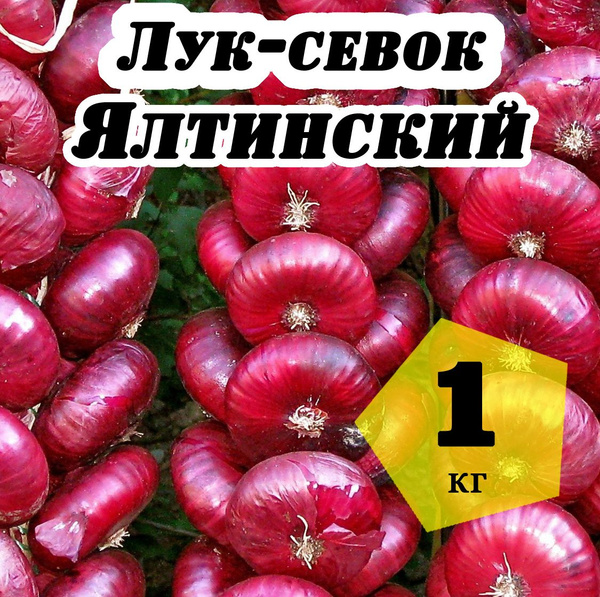 Лук севок, Лук Лук севок Ялтинский красный - купить по выгодным ценам в ...