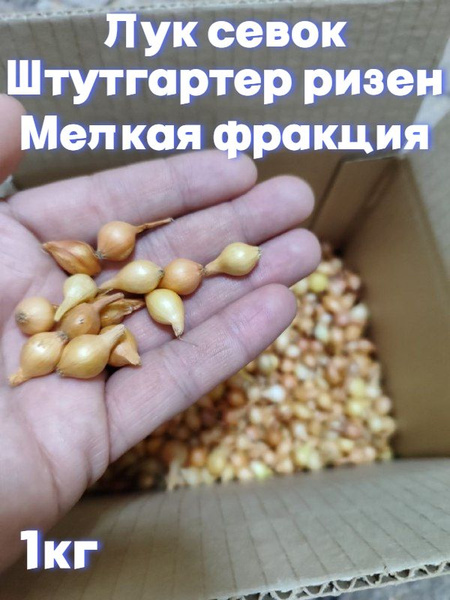 Лук, Лук севок Фракция - купить по выгодным ценам в интернет-магазине ...
