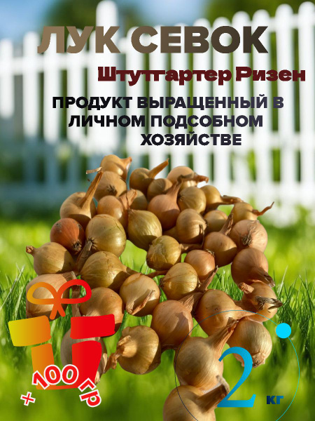 Луковицы Лук, Лук севок купить по выгодной цене в интернет-магазине ...