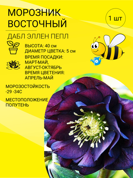 Морозник Морозник - купить по выгодным ценам в интернет-магазине OZON ...