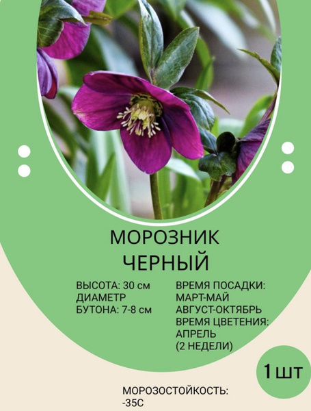 Луковицы Морозник купить по выгодной цене в интернет-магазине OZON ...