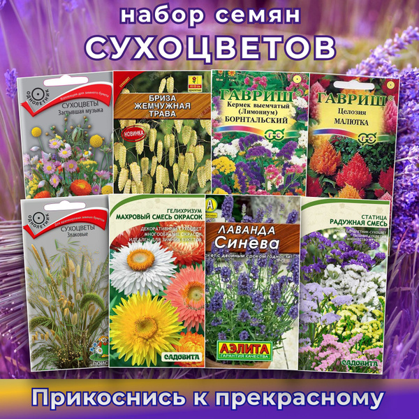 Статица, Лимониум (Кермек) Лимониум_8_статица , лимониум , лаванда ...