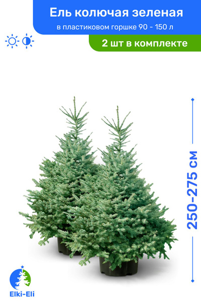 Ель колючая зелёная 250-275 см в пластиковом горшке 90-150 л, саженец ...