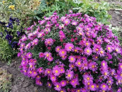 Астра кустарниковая - купить с доставкой по выгодным ценам в интернет ...