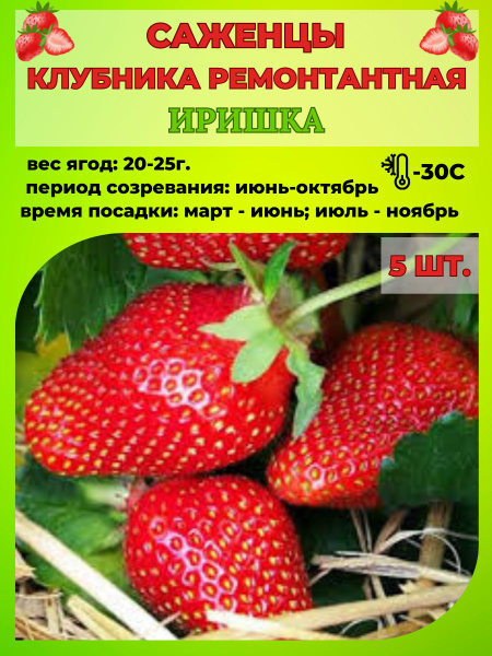 Клубника, Земляника и клубника Russian Garden Клубника ремонтантная ...