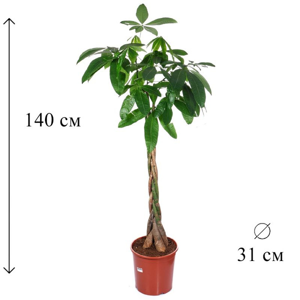 Пахира Акватика D-31 H-140 см, 31 дм, 1 шт - купить по выгодной цене в ...