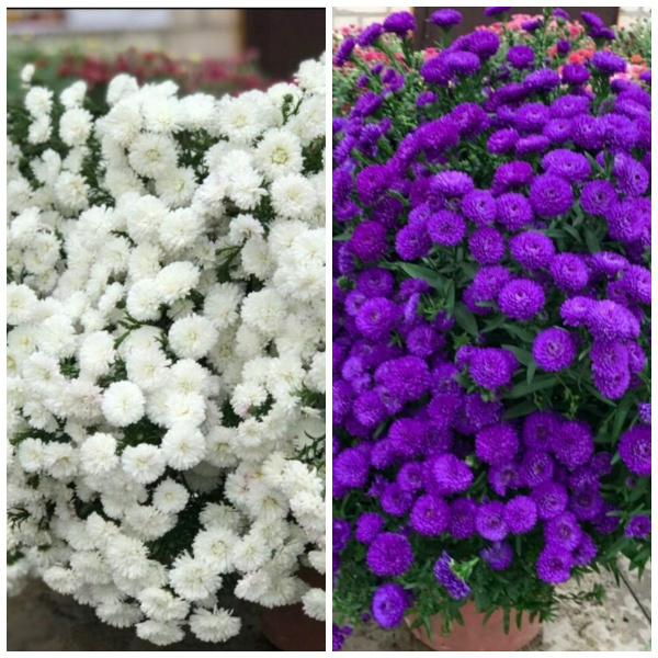 Астра многолетняя шарообразная шоумейкер #3, набор из двух контрастных ...