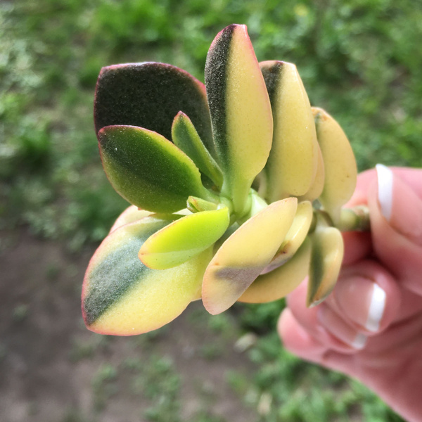 Крассула, Суккулент Кросби - купить по выгодной цене в интернет ...