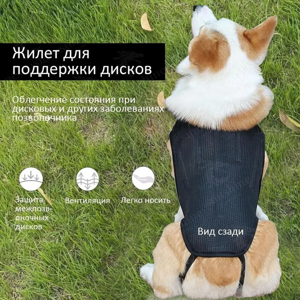 Корсет для спины собаки при болезни межпозвоночных дисков (IVDD ...