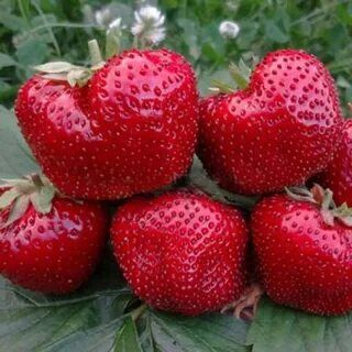 Земляника садовая Максим (Гигантелла Максим) - купить с доставкой по ...
