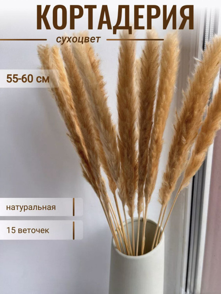 Сухоцветы для декора кортадерия пампасная трава купить на OZON по ...