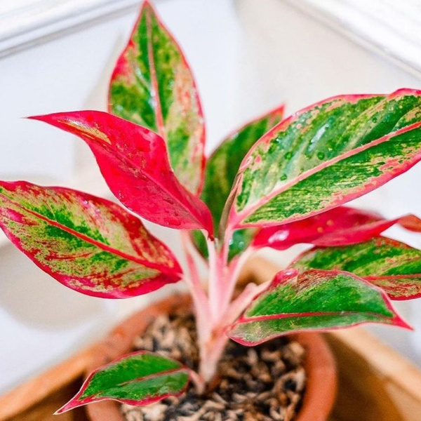 Аглаонема, 9 дм, 1 шт - купить по выгодной цене в интернет-магазине ...