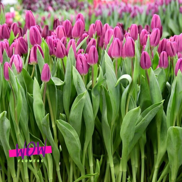 Луковицы Тюльпан WOW-Flowers купить по выгодной цене в интернет ...