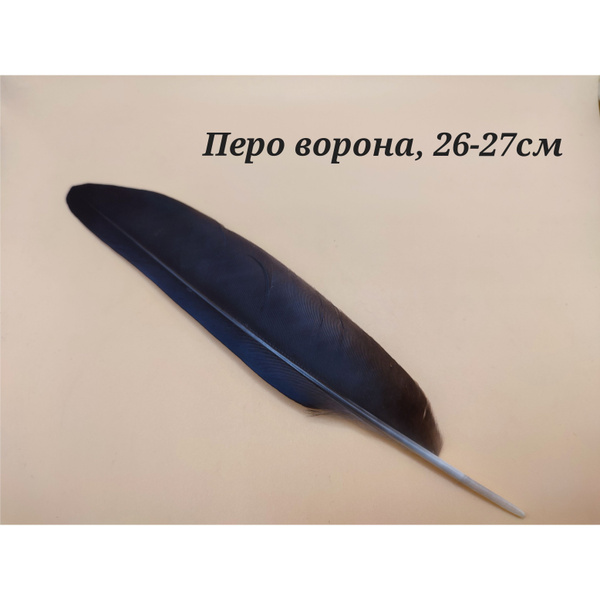 Перо ворона, 26см. Натуральные перья купить на OZON по низкой цене ...