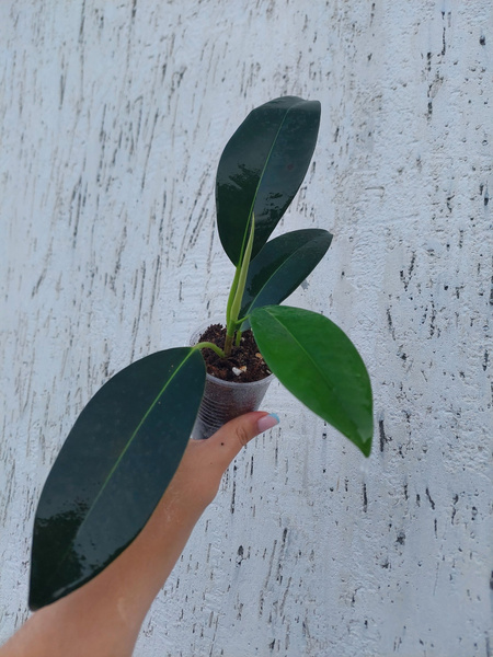 Фикус зеленый, 1 шт - купить по выгодной цене в интернет-магазине OZON ...