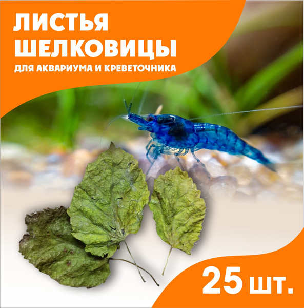 Листья шелковицы (тутовник) для аквариума и креветочника - купить с ...