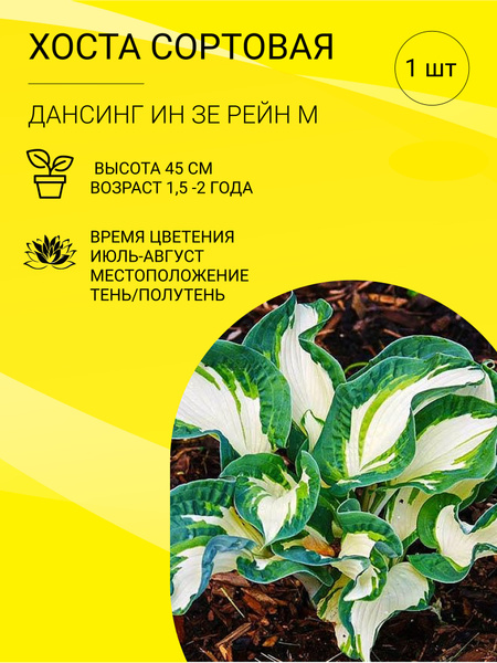 Хосты Хоста 1 шт - купить по выгодным ценам в интернет-магазине OZON ...