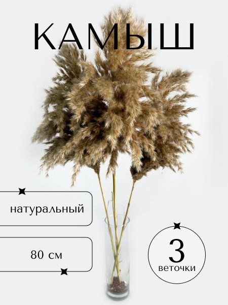 Камыш сухоцвет декоративный натуральный сухой для декора - 3 ветки ...