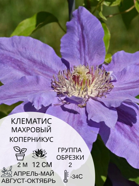 Клематис клематис - купить по выгодным ценам в интернет-магазине OZON ...