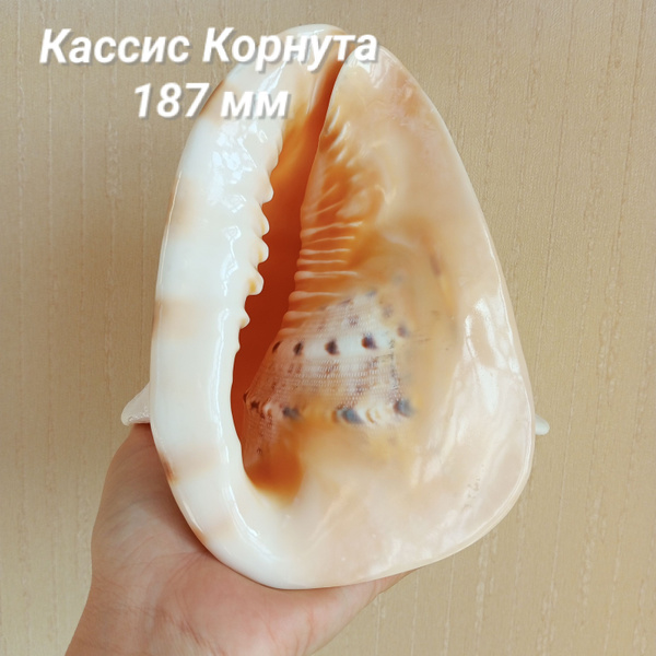 Ракушка морская большая Кассис Корнута/Cassis Cornuta/18.7*17 см ...