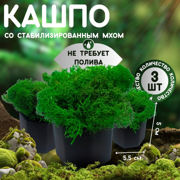 Стабилизированный мох в кашпо, декоративные цветы в черном кашпо 3 ...