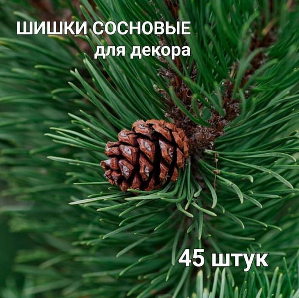 Шишки сосновые для поделок купить c доставкой на OZON по низкой цене ...