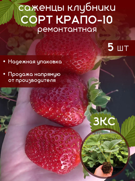 Саженцы клубники Крапо-10 с закрытой корневой системой купить на OZON ...