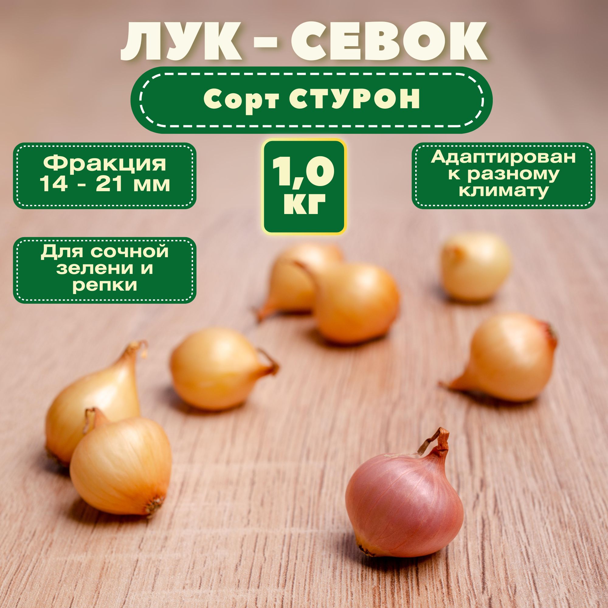 Лук севок 