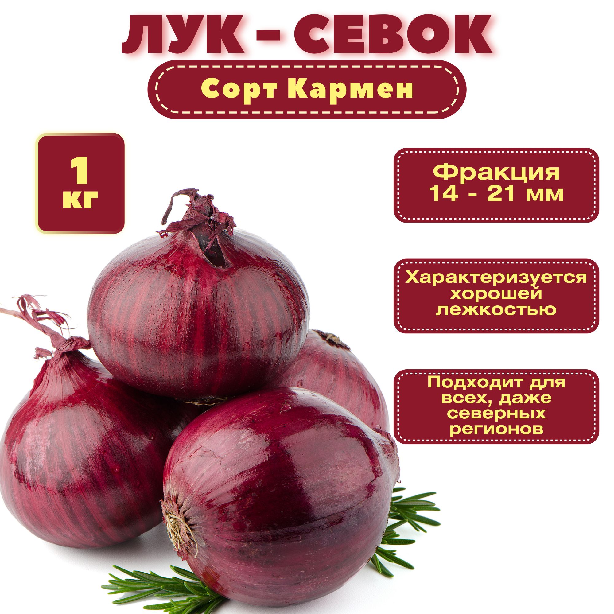 Лук севок 