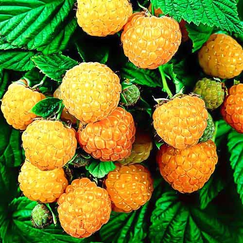 Саженец,1шт - купить с доставкой по выгодным ценам в интернет-магазине OZON (142