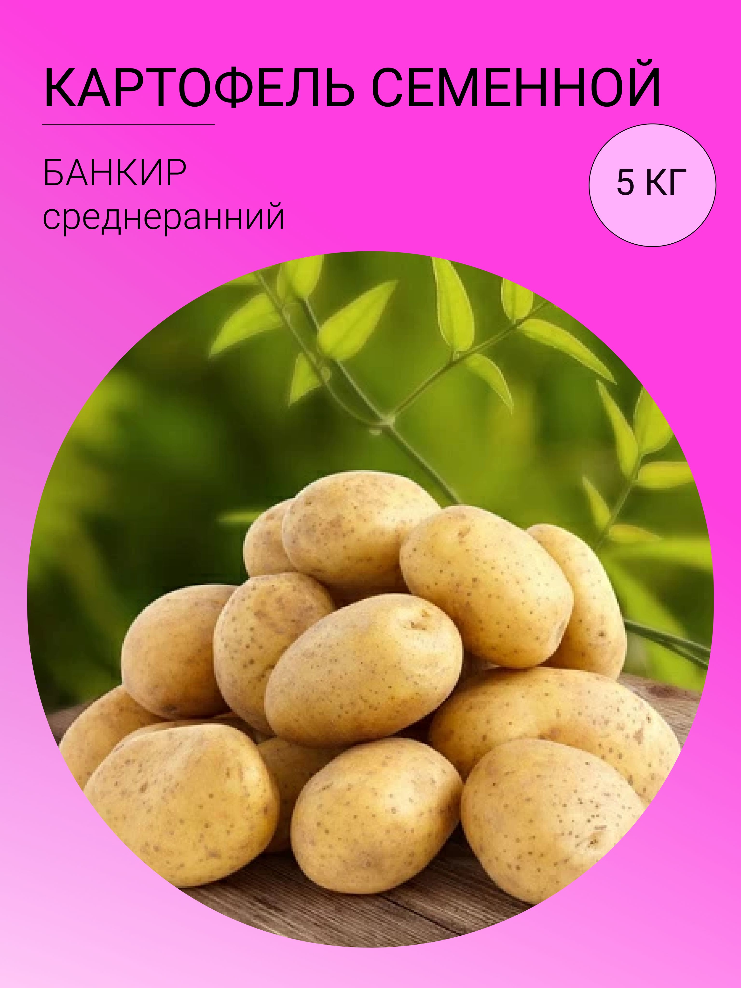 Сорт картофеля банкир характеристика отзывы. Картофель банкир. Сорт картофеля банкир характеристика отзывы. Крупный картофель сорта. Картофель банкир описание сорта фото отзывы.