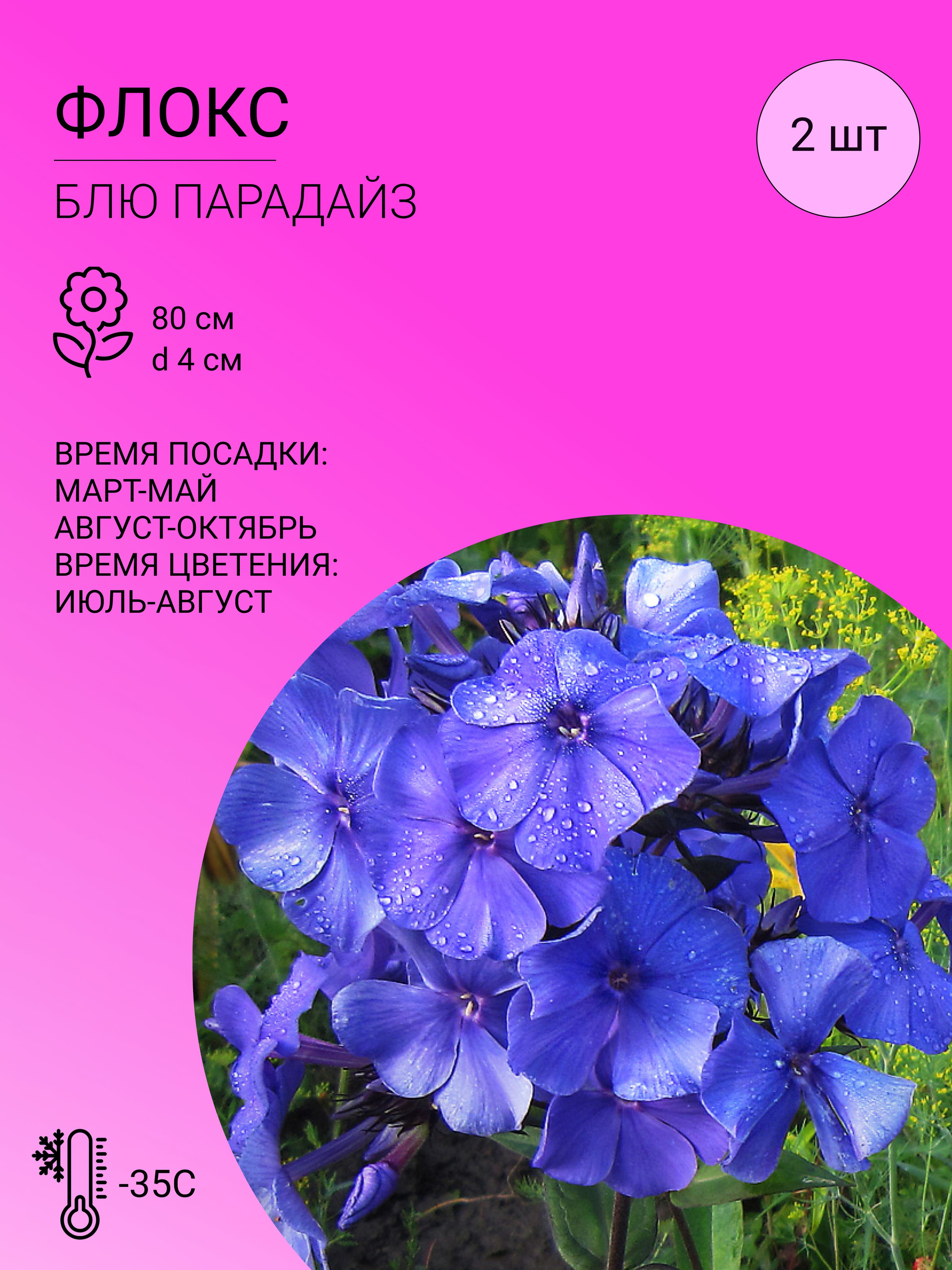 Флоксы характеристика