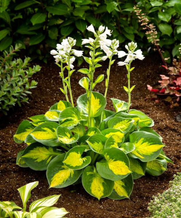 Sunset grooves. Хоста сансет грувз. Хоста гибридная сансет грувз. Хоста сансет грувз. Хоста сансет грувз.